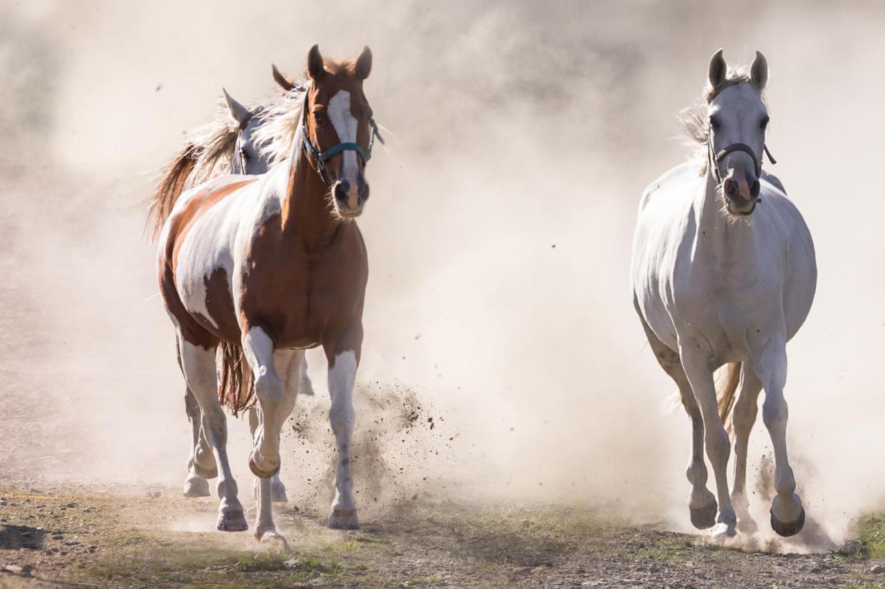 Ranchhouse Smoker- Westernstable - Horse Elterlein Eksteriør billede